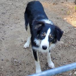 Mylo - Border Collie