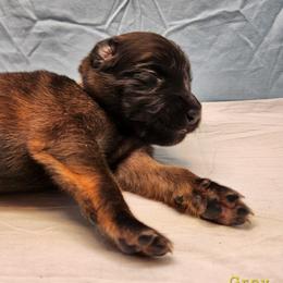 Grey - Mahogany and black male Belgian Tervuren puppy in Merrill, Michigan from Reves Vifs Belgian Shepherds