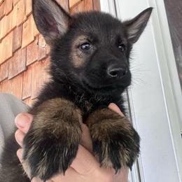 Brown Collar - Black and tan male German Shepherd puppy in Kansas, Ottawa, Kansas from Import German Shepherds of Kansas