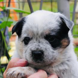 Samantha - Blue speckled female Australian Cattle Dog puppy in Redding, California from Macushla Kennel
