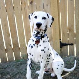 Zeke - Dalmatian
