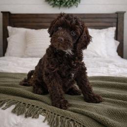 Red - Brown and white male Aussiedoodle puppy in Byron, Georgia from Southern Olive Doodles 🫒