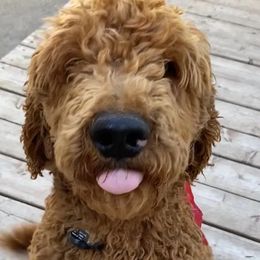 Cavalier King Charles Spaniels and Poodles from Ferndale Family Pups