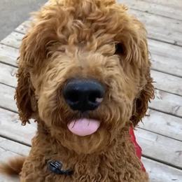 Cavalier King Charles Spaniels and Poodles from Ferndale Family Pups