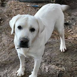 Labrador Retrievers from Labs of Lake Hills