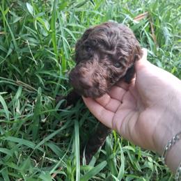 Coco - Cafe au lait female Poodle puppy in Kapaa, Hawaii from Kauai Poodles