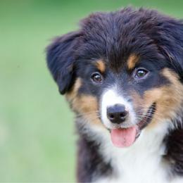 Btf1 - Black tri female Miniature American Shepherd puppy in Stephenville, Texas from Diamond H Aussies