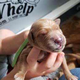 Green boy - Golden male Golden Retriever puppy in Merino, Colorado from High Plains Goldens