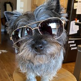 Cairn Terriers from Red Clover Cairns