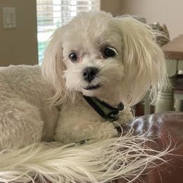 Cavapoos, Maltese, and Maltipoos from Family Doodles