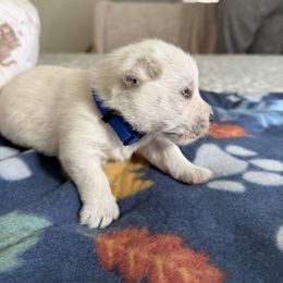 Blue - White male West Highland White Terrier puppy in Boaz, Alabama from Creekside Westies