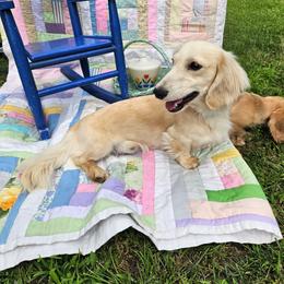 Dachshund puppies from Boot Scootin Pups