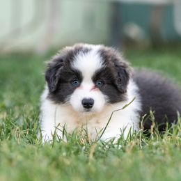 Ramen - Blue male Border Collie puppy in Paso Robles, California from Poindexter Border Collies