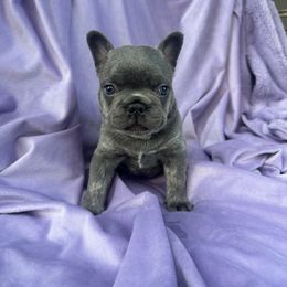 French Bulldog Puppies from Kehaulani Crittle