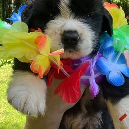 Red male - Mahogany and white male Saint Bernard puppy in New Philadelphia, Ohio from Fletchers Saints