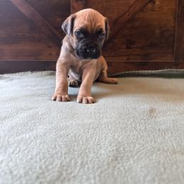 Cane Corso Puppies from Cowan Farms