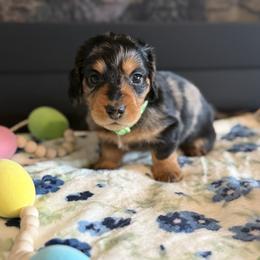 Rooster - Dapple male Dachshund puppy in Morristown, Tennessee from Hillside Hounds