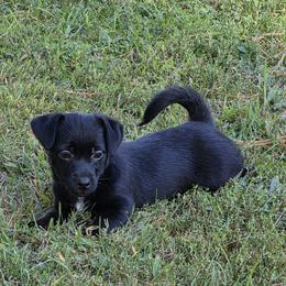 Girl 3 - Black female American Hunt Terrier puppy in St. George, Vermont from Bare Bottom Farms