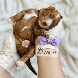 MINI Dancer - Red  female Goldendoodle puppy in Naples, Florida from Paradise Coast Doodles