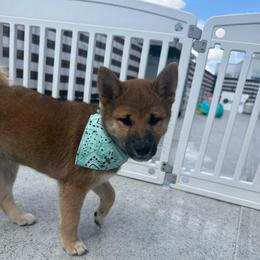 Blake - Sesame male Shiba Inu puppy in Elizabeth, New Jersey from Shiba Inu Loving Care