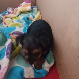 Katie - Black and tan Yorkshire Terrier puppy in Redford Township, Michigan from Childress Yorkies