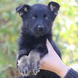 Purple Collar - Frederika - Black and tan female German Shepherd puppy in Augusta, West Virginia from Cricket Hollow Canines