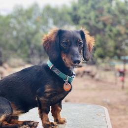 Penney - Dachshund