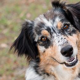 Bella - Australian Shepherd