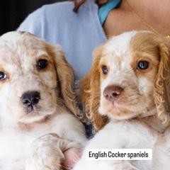 Cocker Spaniel and English Cocker Spaniel Puppies from CuttinBlue Farms