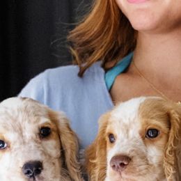 Cocker Spaniel and English Cocker Spaniel Puppies from CuttinBlue Farms