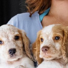 Cocker Spaniel and English Cocker Spaniel Puppies from CuttinBlue Farms