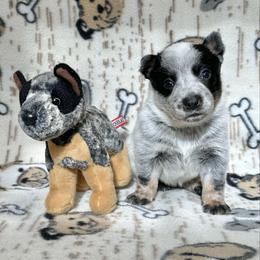 Nora - Blue female Australian Cattle Dog puppy in Olive Hill, Kentucky from Tompkins Farm