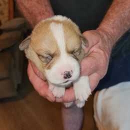 Pembroke Welsh Corgi Puppies from Gingersnap Pembroke Welsh Corgis