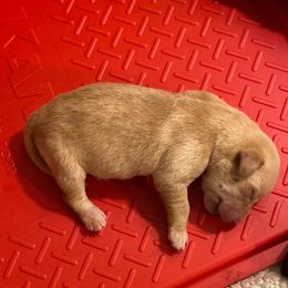 Labrador Retriever Puppies from Hunter Mill Retrievers, LLC