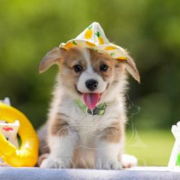 Green Collar - Red male Pembroke Welsh Corgi puppy in Terrell, Texas from Brynwood Pembroke Welsh Corgis