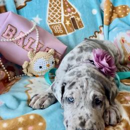 Great Dane Puppies from Split Rock Danes