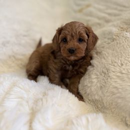 Scout - Red female Cavapoo puppy in Omaha, Nebraska from Danielle Elhabbal