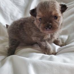 Companion Cross, Pomeranian, and Sheepadoodle Puppies from Fluffy Wonders Poms and Doodles