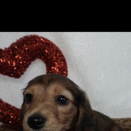 Peanut.. shaded red AKC,vet checked, microchipped - Red male Dachshund puppy in Texarkana, Texas from Millys Pups