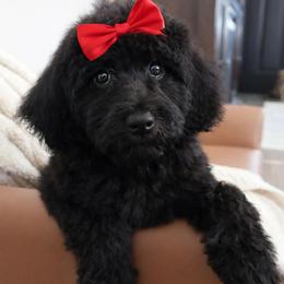 Dolce Gabbana - Black female Bernedoodle puppy in Ohio from Moore Doodles