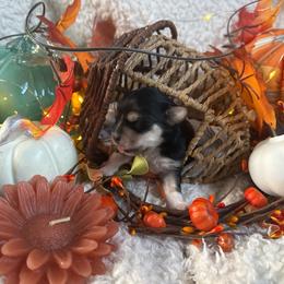 Girl 2 - Black & tan tri-color female Morkie puppy in Lawrenceville, Georgia from Georgias Finest Puppies
