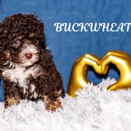 Buckwheat - Brown male Bernedoodle puppy in Gilbert, Arizona from Safe Havynn Doodles