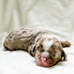 Munchkin Bernedoodle - Churro - Chocolate merle male Bernedoodle puppy in Sharpsburg, Georgia from Steindoodles