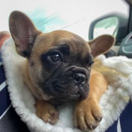 French Bulldog Puppies from Bailey French Bulldogs