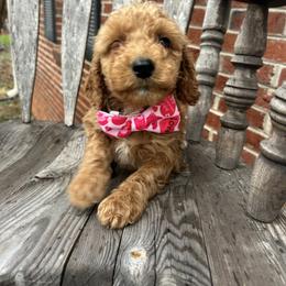 Calvin - Red  male Goldendoodle puppy in Mint Hill, North Carolina from DoodleForever