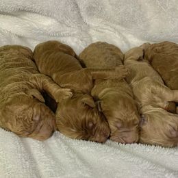 Goldendoodle Puppies from The Bruce Farm