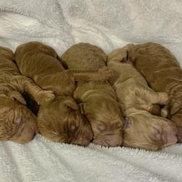 Goldendoodle Puppies from The Bruce Farm