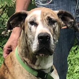 Mandi - Great Dane