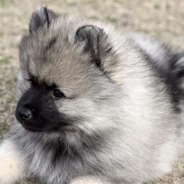 Keeshond Puppies from Anna Boehringer