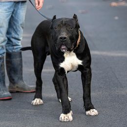 Narco - Perro de Presa Canario